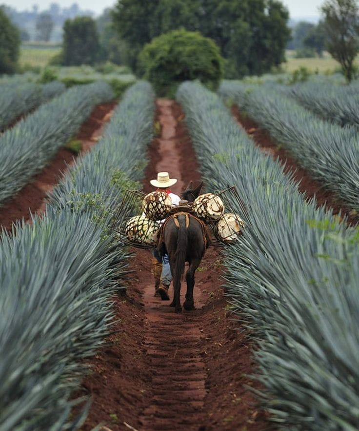 Mezcal Los Danzantes Encantado 70cl